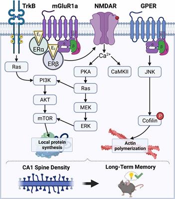 A Putative Role for Ubiquitin-Proteasome Signaling in Estrogenic Memory Regulation